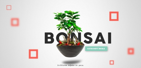 Bonsai